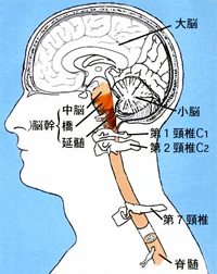 上部頸椎と脳の関係