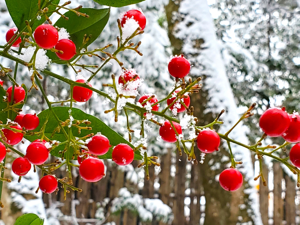 雪を被る南天の実