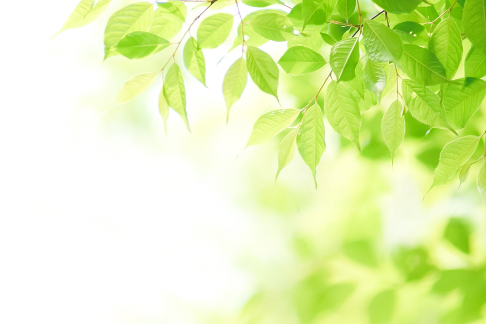 新緑の若葉と木漏れ日